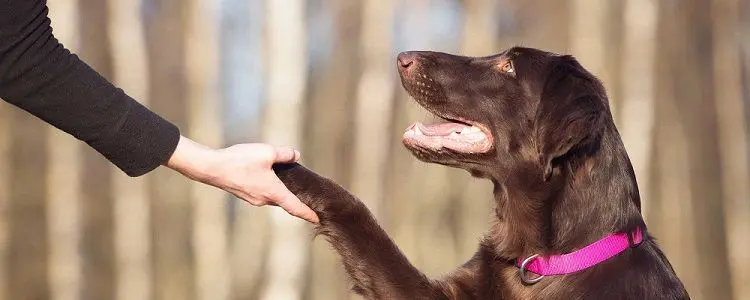 clicker adiestrar perros