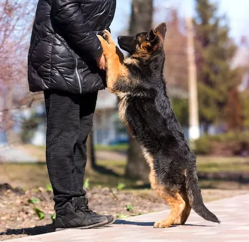 cachorro se sube a la gente y salta para saludar
