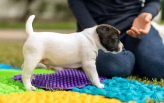 circuito de confianza para cachorros
