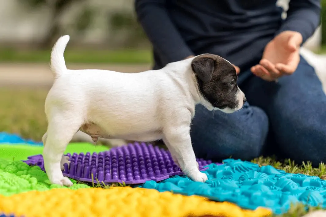 circuito de confianza para cachorros