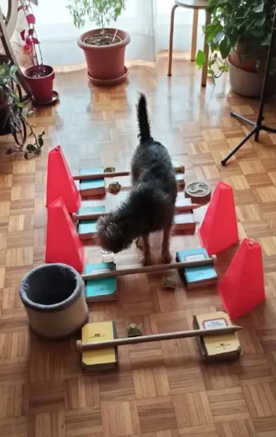 circuito de confianza casero para perros cachorros