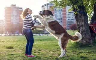 Perro que salta y se sube sobre gente