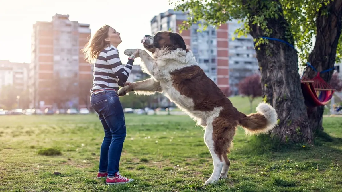 Perro que salta y se sube sobre gente