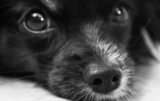 consejos para prevenir la ansiedad por separación en perros