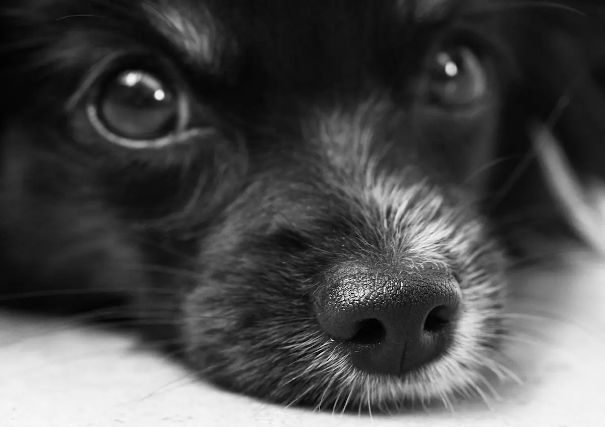 consejos para prevenir la ansiedad por separación en perros