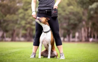 ejercicios que todo perro debería saber hacer