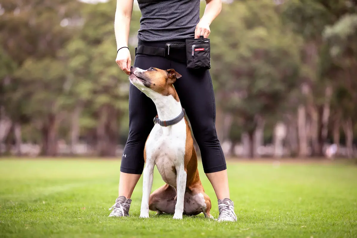ejercicios que todo perro debería saber hacer