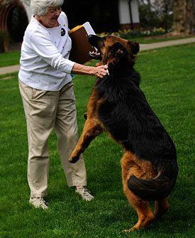 Perro se sube encima de las personas para saludar