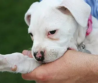 cachorro muerte