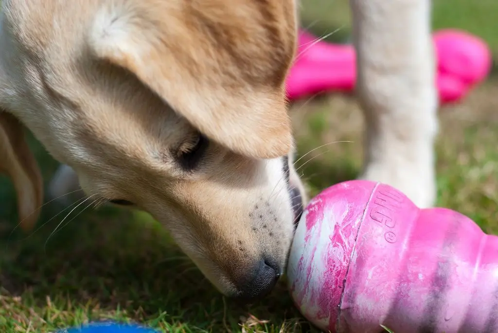 cachorro jugando con kong