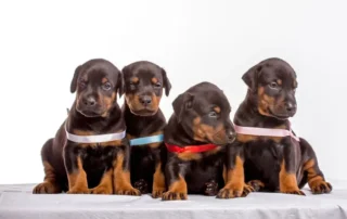 cómo elegir un cachorro