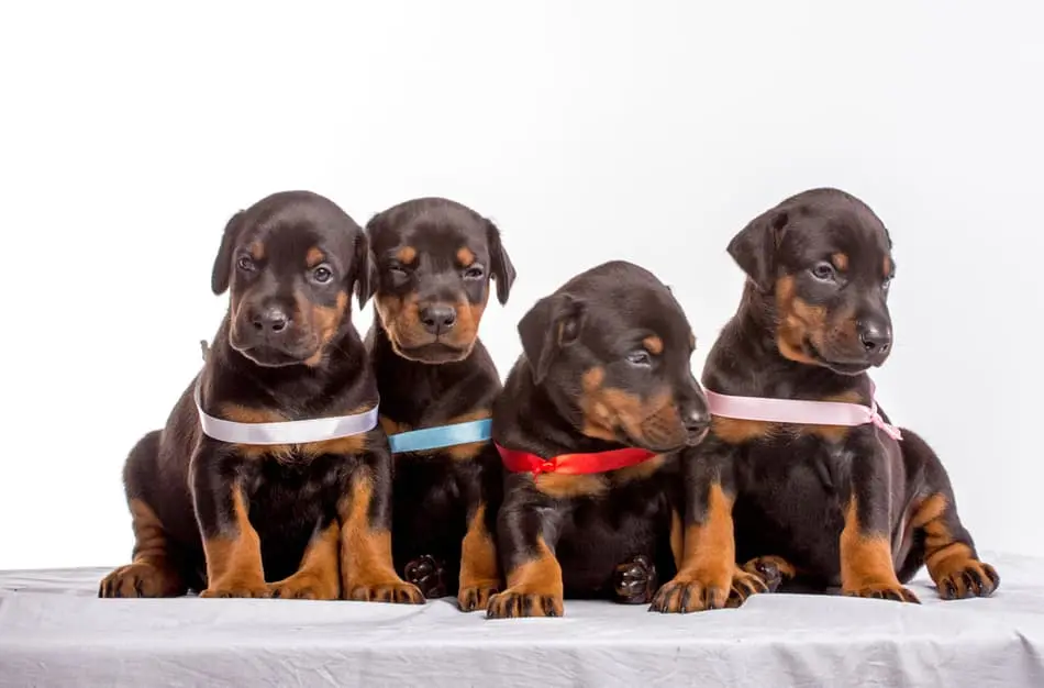 cómo elegir un cachorro