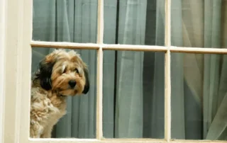 como saber si mi perro sufre ansiedad por separación