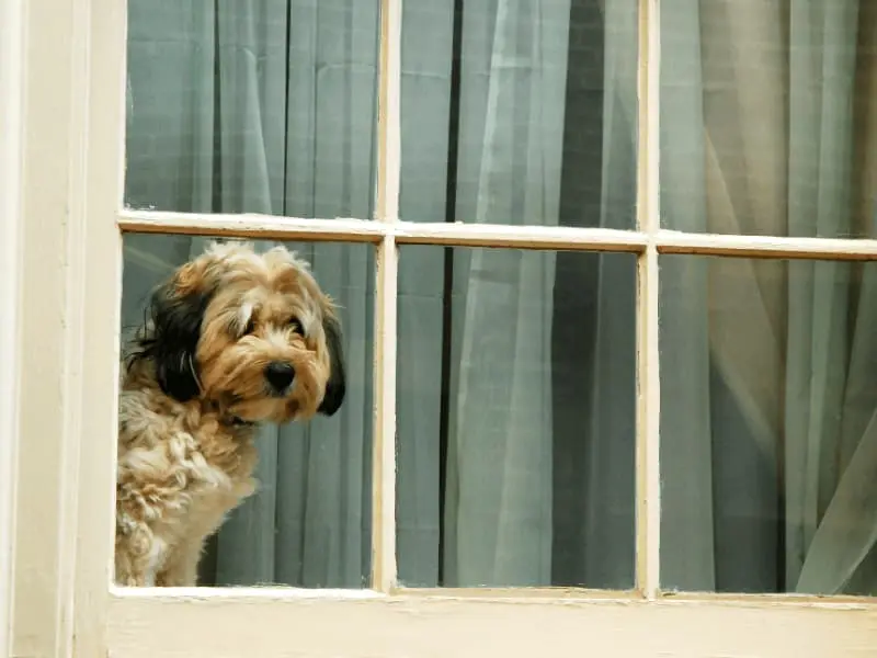perro solo en casa mirando por la ventana con ansiedad por separación