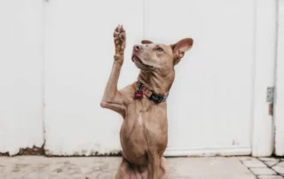 Educar a un perro fácil