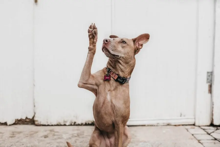 Educar a un perro fácil