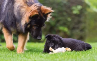 socializar al perro