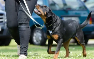 errores en el adiestramiento canino