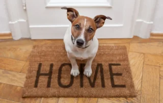 Juegos para perros en casa