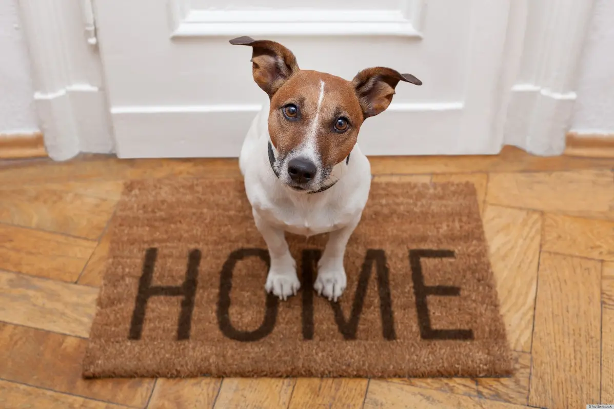 Juegos para perros en casa