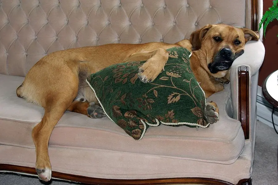 perro aburrido en casa perro aburrido en casa