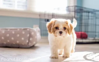 perro nuevo en casa