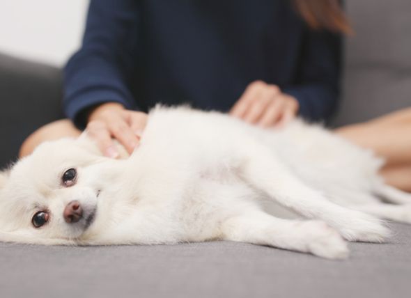 perro tranquilo por masaje canino perro tranquilo masaje