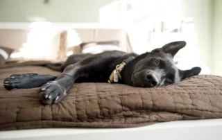 Perro nervioso tranquilo en casa