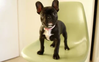 perro tranquilo en casa
