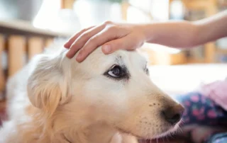se debe ignorar al perro o no