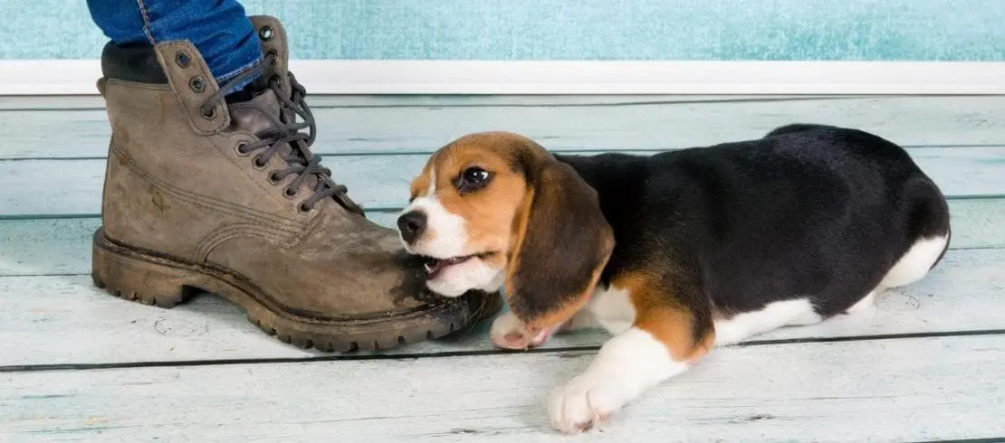 cachorro inhibir la mordida