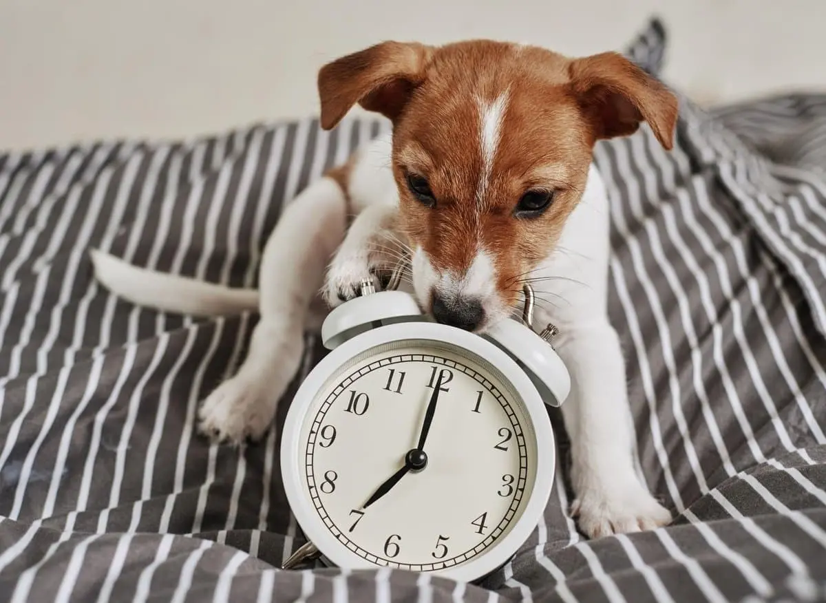cambio de hora afecta a perros