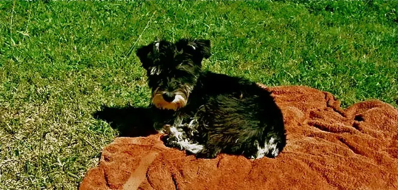 perros olfativos perros olfativos