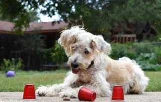 juegos de olfato para hacer en casa