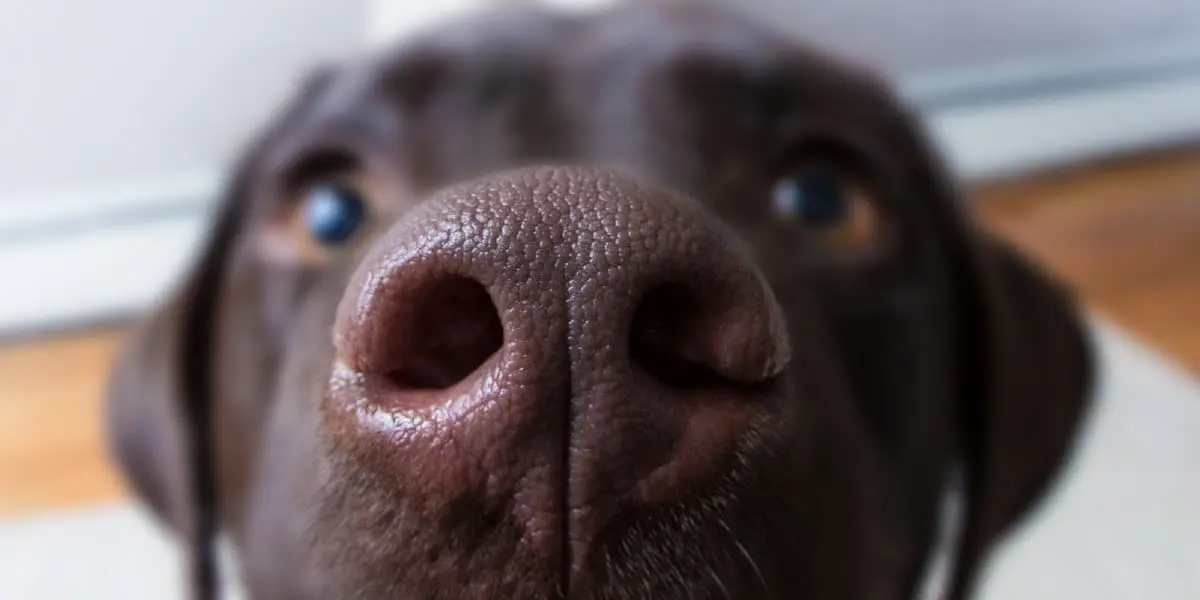 juegos estimulación olfativa y mental para perros juegos estimulación olfativa y mental para perros