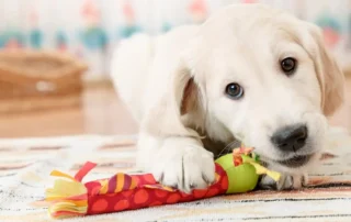 juegos para cachorros y su educación