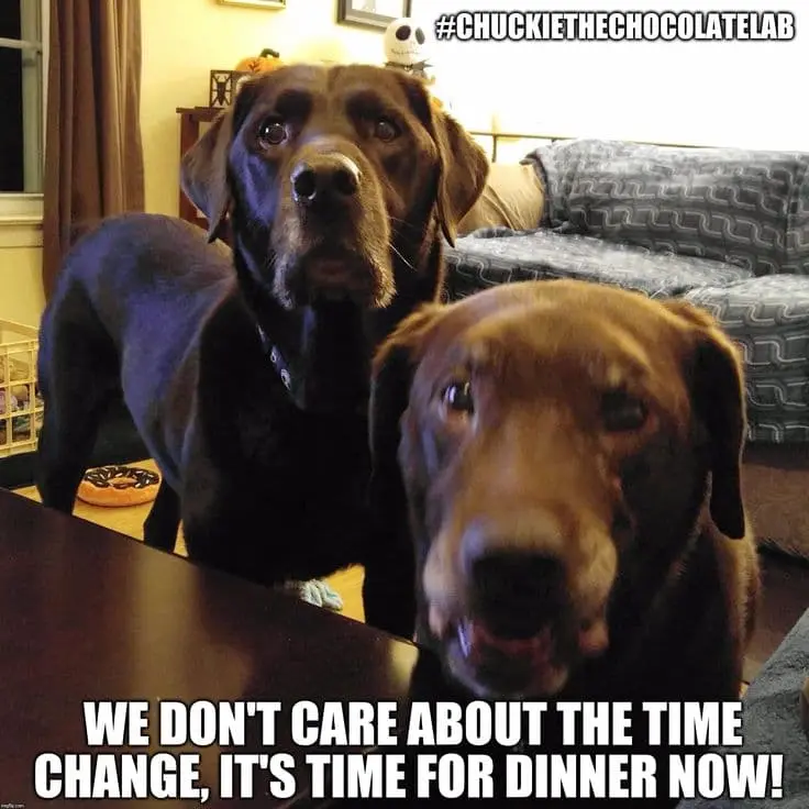 meme perros cambio de hora