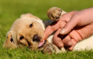 mi cachorro me muerde