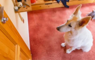 mitos falsos de la ansiedad por separación en perros