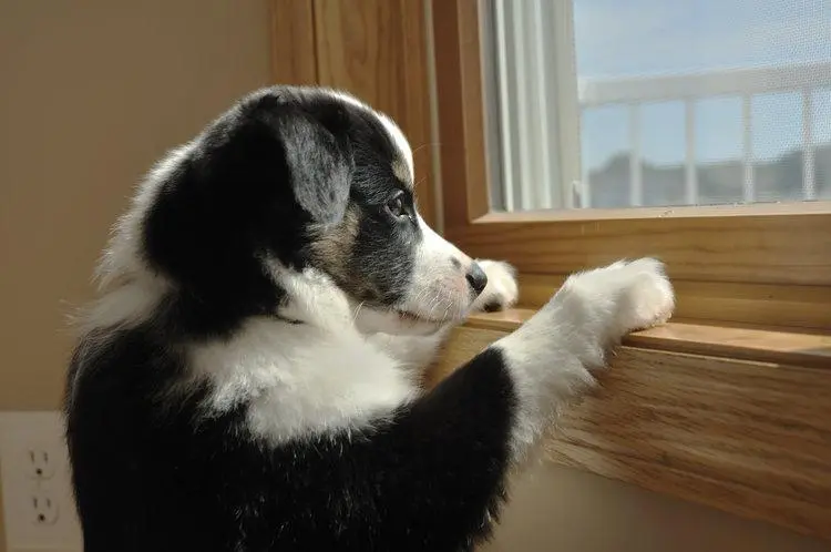 perrito solo mirando por la ventana
