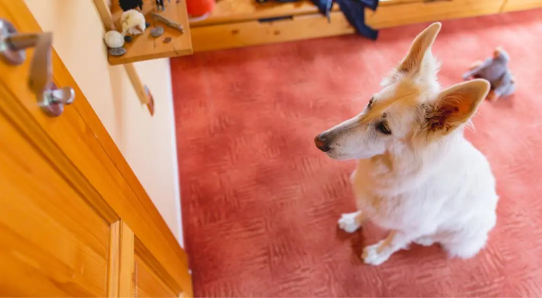 mitos falsos de la ansiedad por separación en perros