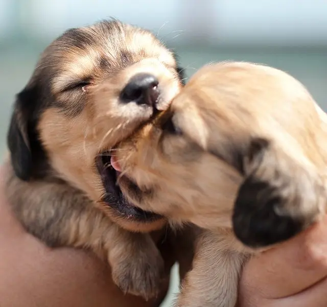 mordisco cachorros