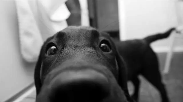 juegos de olfato para perros caseros juegos de olfato para perros caseros