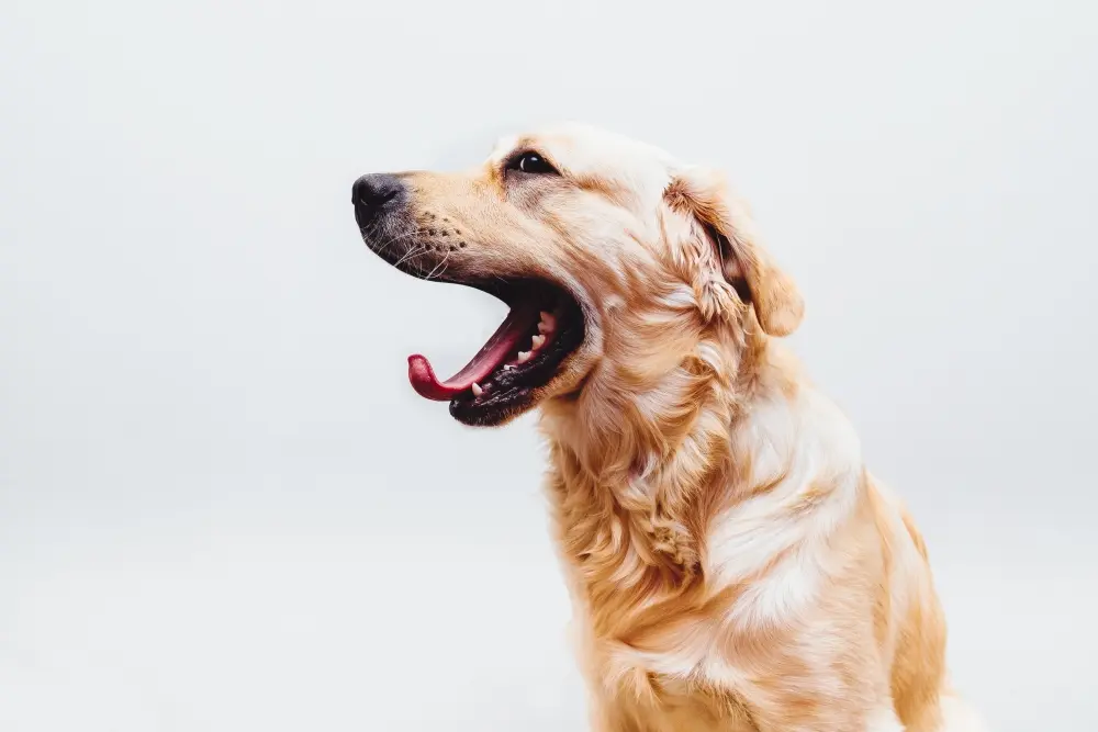 perro bostezando por estrés