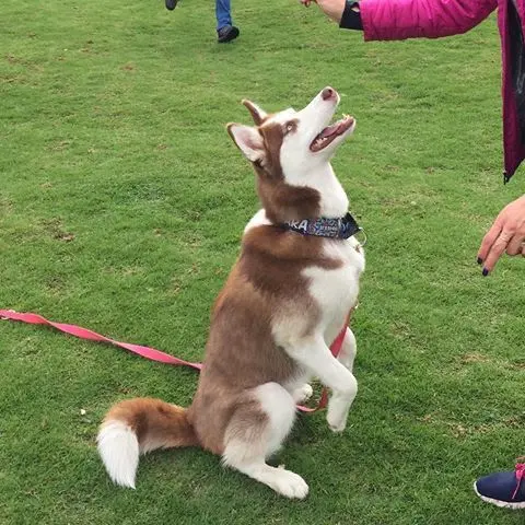 adiestramiento canino