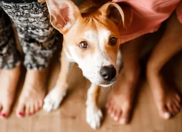 como tu perro te dice que te quiere