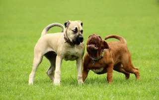 comunicación canina entre perros