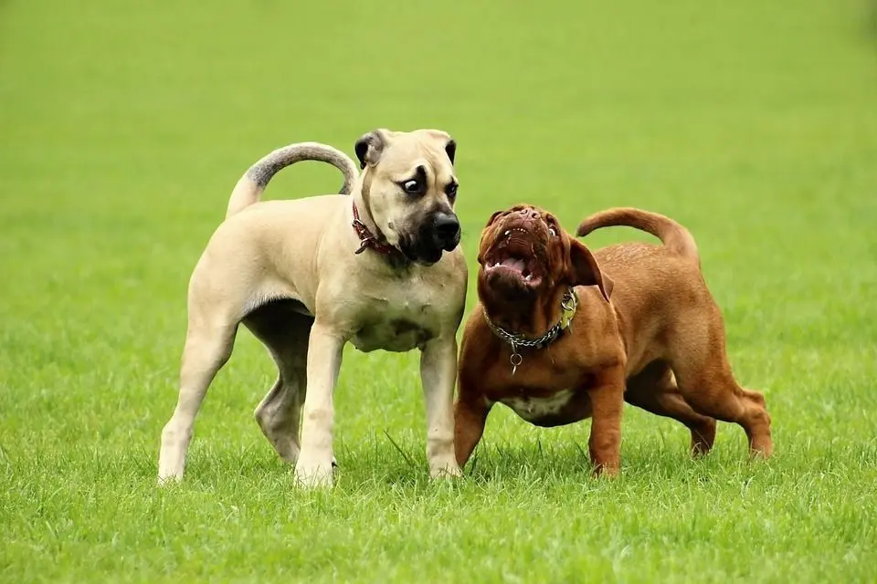comunicación canina entre perros