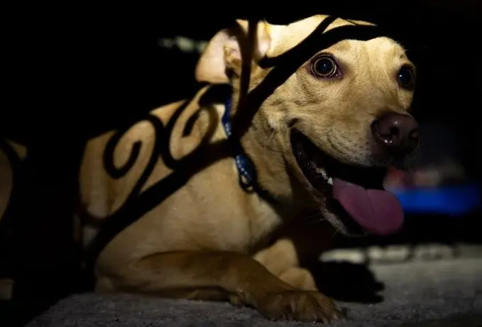 perro jadeando por estrés