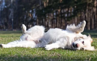 perro desobediente tumbado